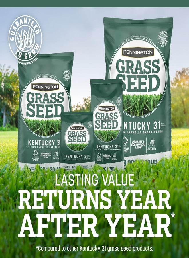 Pennington Kentucky 31 Tall Fescue Penkoted Grass Seed 3 lb - Image 5