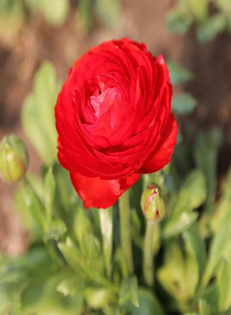 جي جوت 12 قطعة من بذور الحوذان الحمراء الزاهية التراثية، نبات الحوذان المعمر، مناسب للزراعة في بيئة باردة ورطبة وجيدة التهوية، يزهر في الربيع، تجربة البستنة والمناظر الطبيعية - Image 2