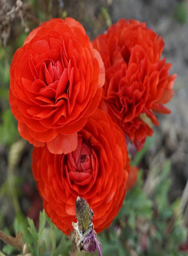 جي جوت 12 قطعة من بذور الحوذان الحمراء الزاهية التراثية، نبات الحوذان المعمر، مناسب للزراعة في بيئة باردة ورطبة وجيدة التهوية، يزهر في الربيع، تجربة البستنة والمناظر الطبيعية - Image 3