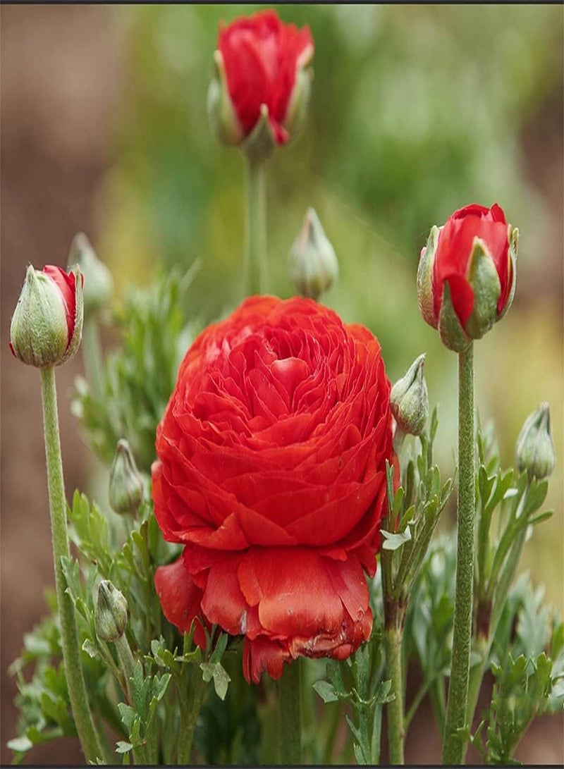 جي جوت 12 قطعة من بذور الحوذان الحمراء الزاهية التراثية، نبات الحوذان المعمر، مناسب للزراعة في بيئة باردة ورطبة وجيدة التهوية، يزهر في الربيع، تجربة البستنة والمناظر الطبيعية - Image 1