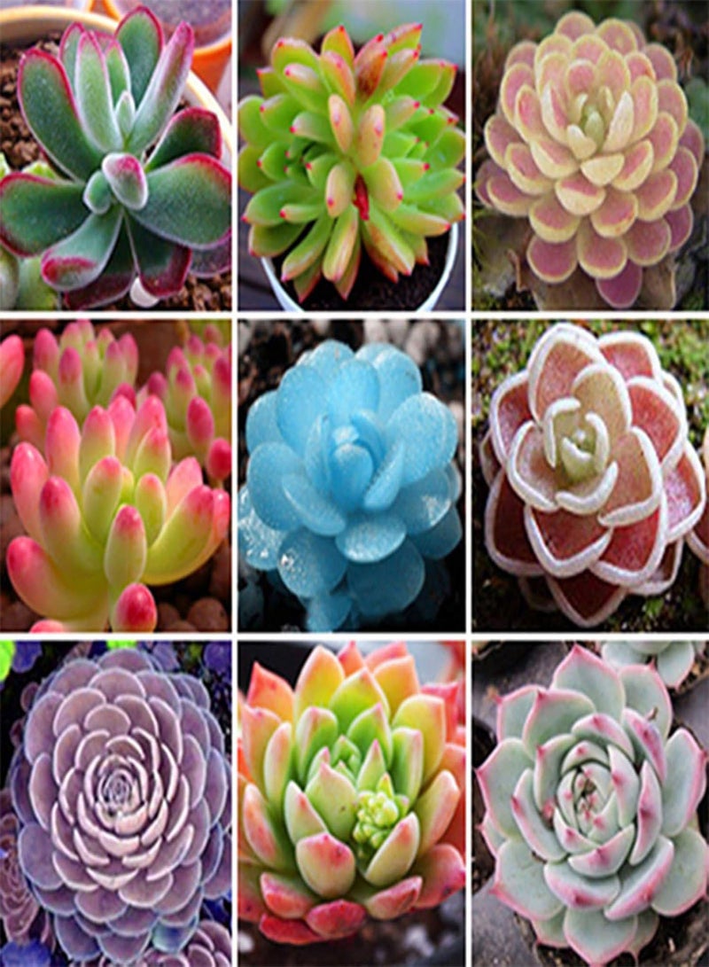 GGOOT seeds Green Plants,80pcs Rare Succulent Process Seeds Plants Mini Flower Garden Home Yard Office   14#(60pcs） - Image 3