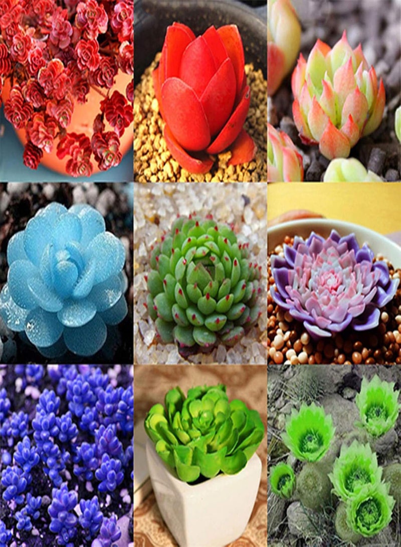 GGOOT seeds Green Plants,80pcs Rare Succulent Process Seeds Plants Mini Flower Garden Home Yard Office   14#(60pcs） - Image 2