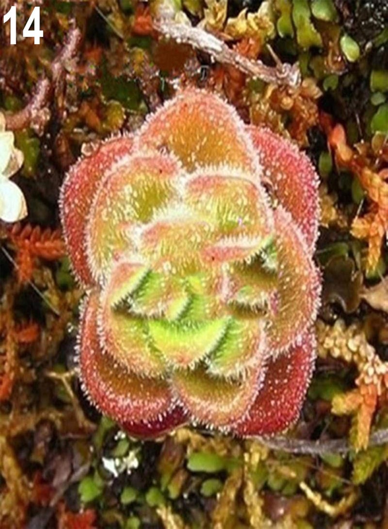 GGOOT seeds Green Plants,80pcs Rare Succulent Process Seeds Plants Mini Flower Garden Home Yard Office   14#(60pcs） - Image 1