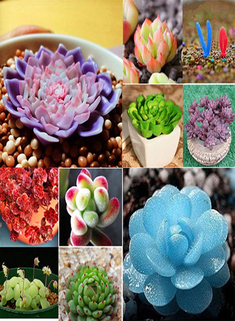 GGOOT seeds Green Plants,80pcs Rare Succulent Process Seeds Plants Mini Flower Garden Home Yard Office   14#(60pcs） - Image 5