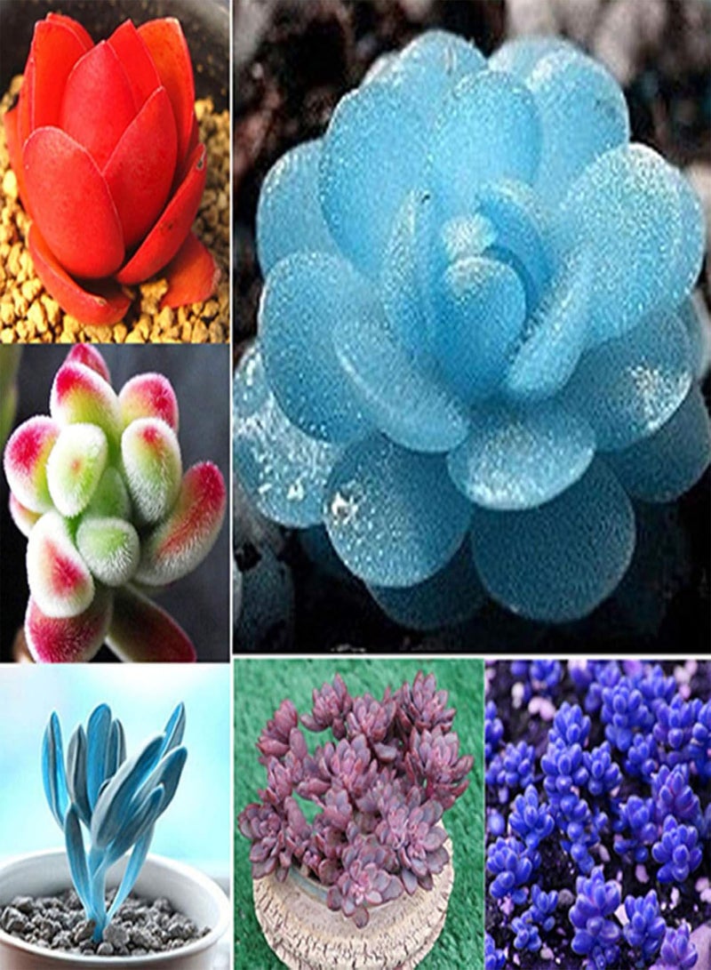GGOOT seeds Green Plants,80pcs Rare Succulent Process Seeds Plants Mini Flower Garden Home Yard Office   14#(60pcs） - Image 4