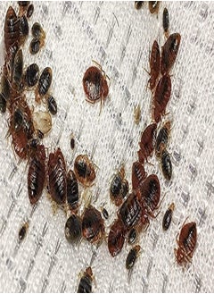 FNC KATMAL All Insects Killer Cockroaches Bed Bugs Termites Ants  - Image 2