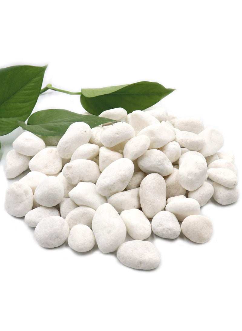 Home zone Unpolished White Pebbles 10 Lb (4.5 KG) - 1 inch Pebbles for Plants Gardens Gravel Décor Landscaping Succulent Terrarium 100% Natural Stone Pebbles Decorative Rocks Matte White Finish  - Image 1