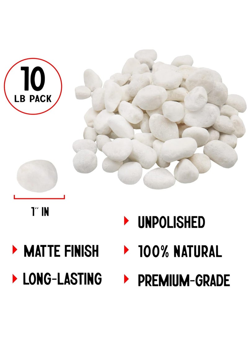 Home zone Unpolished White Pebbles 10 Lb (4.5 KG) - 1 inch Pebbles for Plants Gardens Gravel Décor Landscaping Succulent Terrarium 100% Natural Stone Pebbles Decorative Rocks Matte White Finish  - Image 2