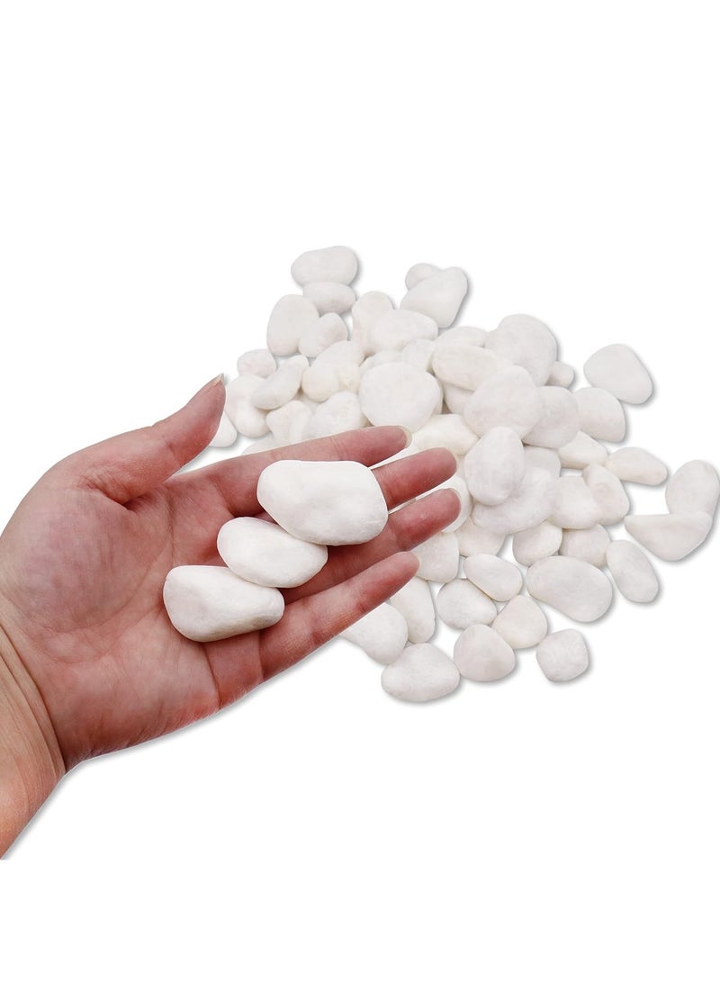 Home zone Unpolished White Pebbles 10 Lb (4.5 KG) - 1 inch Pebbles for Plants Gardens Gravel Décor Landscaping Succulent Terrarium 100% Natural Stone Pebbles Decorative Rocks Matte White Finish  - Image 3