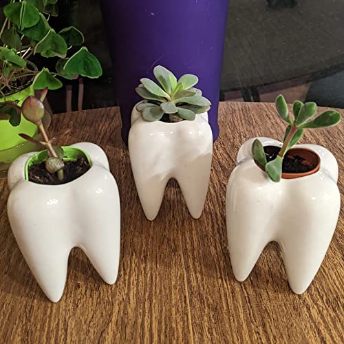YOFIT Modern Style Teeth Pots Ceramic Flower Pot for Dental Gifts, White Succulent Cactus Bonsai Planter Container for Dental Office Decor, 3.7" Set of 4 - Image 5