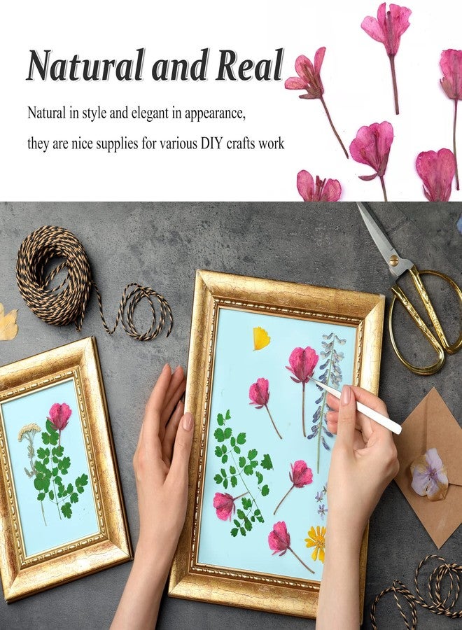 GSZN ٦٠ قطعة من زهور بذور اللفت الوردية المجففة للراتنج، زهور طبيعية حقيقية مضغوطة، زهور مجففة لصنع مجوهرات الراتنج، وزينة يدوية، وبطاقات، وشموع - Image 4