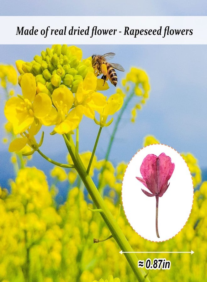 GSZN ٦٠ قطعة من زهور بذور اللفت الوردية المجففة للراتنج، زهور طبيعية حقيقية مضغوطة، زهور مجففة لصنع مجوهرات الراتنج، وزينة يدوية، وبطاقات، وشموع - Image 2