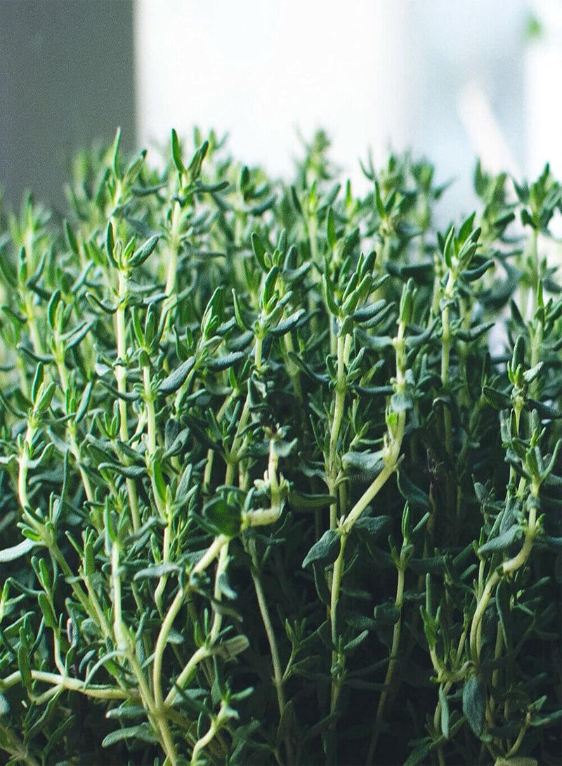 جي جوت كيس واحد من البذور، بذور طبيعية غزيرة الإنتاج صغيرة الحجم عالية الغلة من نبات الزعتر الشائع، بذور منزلية ذات معدل بقاء مرتفع للحديقة - Image 5