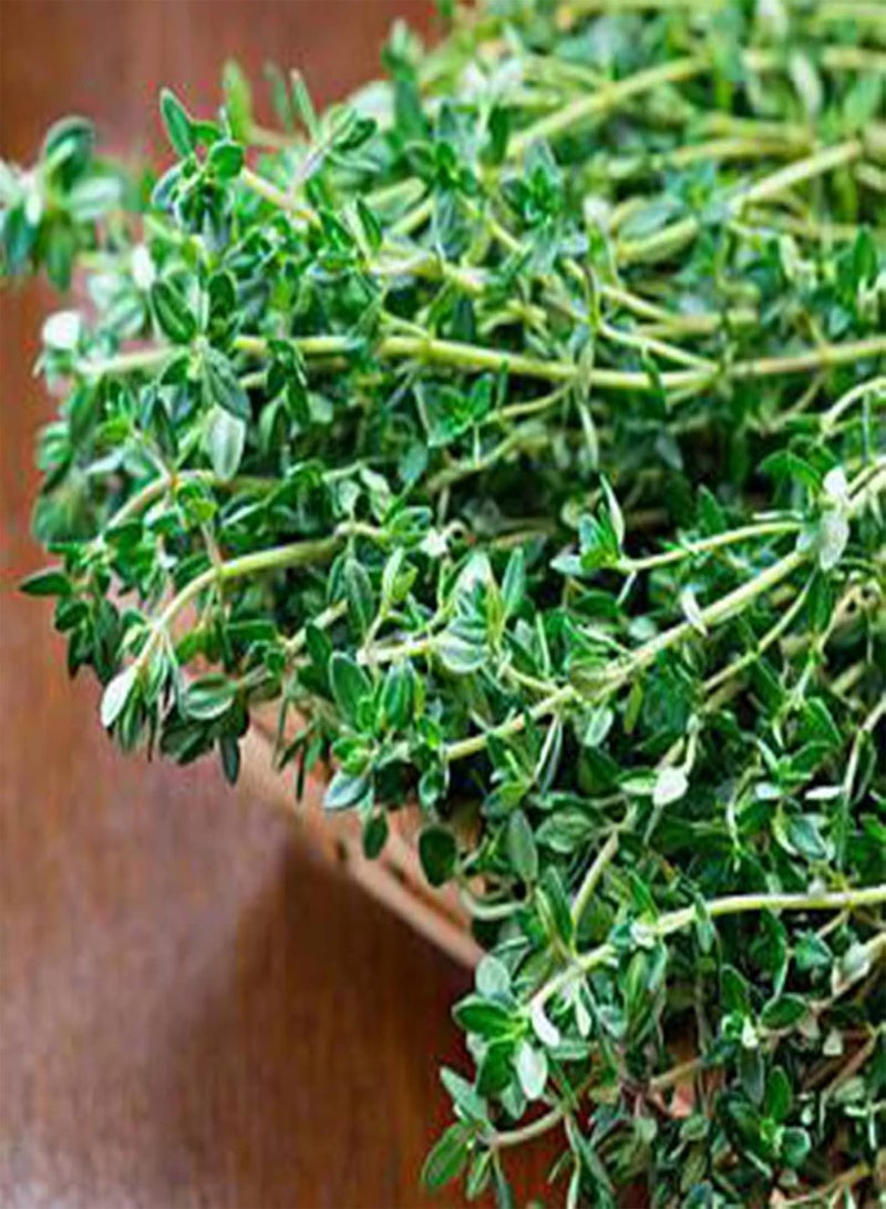 جي جوت كيس واحد من البذور، بذور طبيعية غزيرة الإنتاج صغيرة الحجم عالية الغلة من نبات الزعتر الشائع، بذور منزلية ذات معدل بقاء مرتفع للحديقة - Image 1