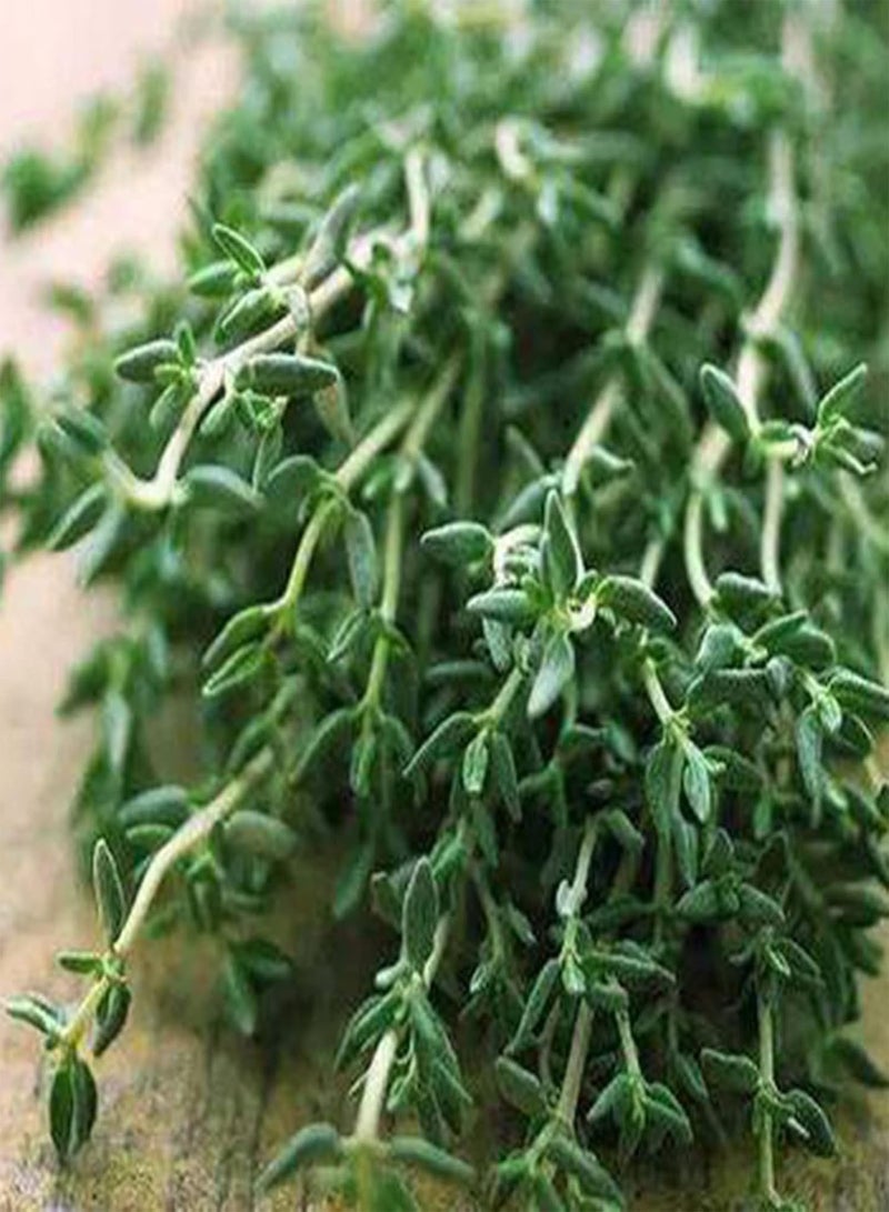 جي جوت كيس واحد من البذور، بذور طبيعية غزيرة الإنتاج صغيرة الحجم عالية الغلة من نبات الزعتر الشائع، بذور منزلية ذات معدل بقاء مرتفع للحديقة - Image 3