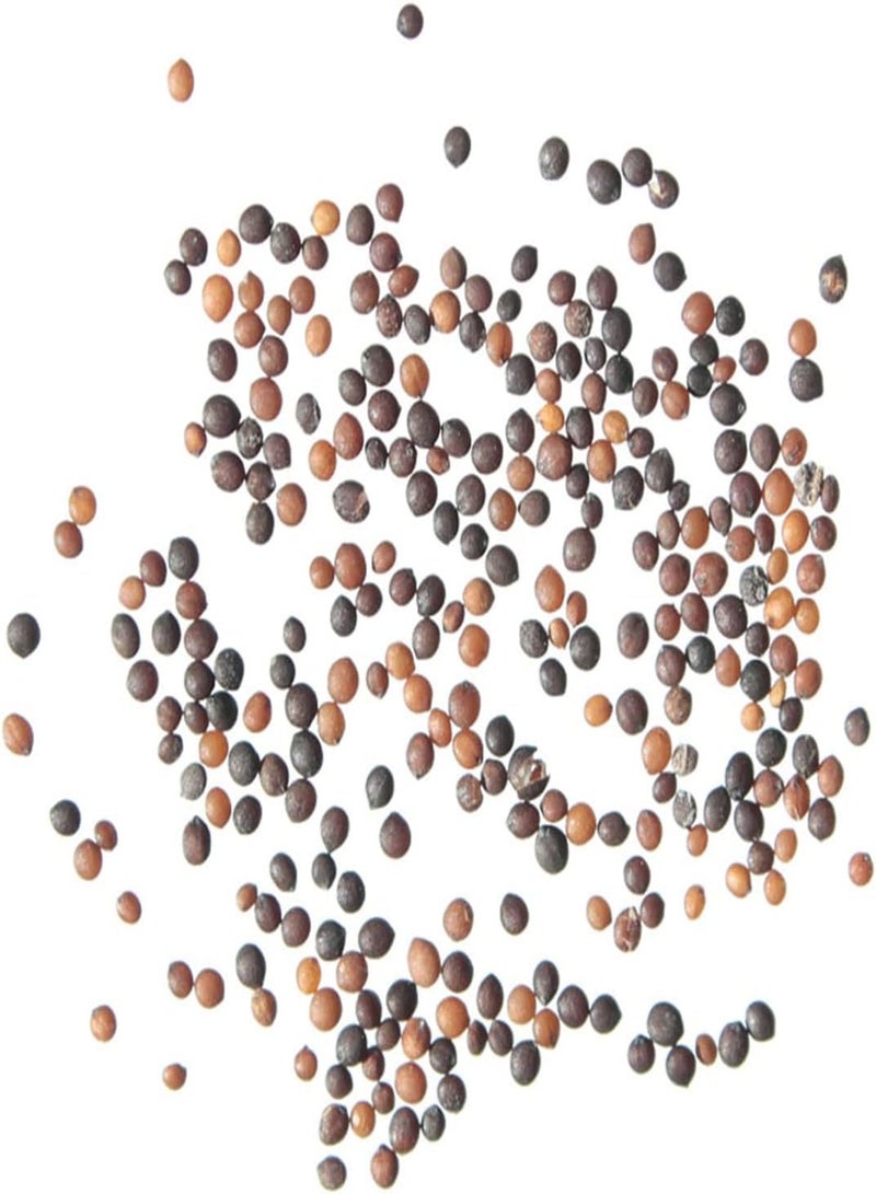 جي جوت كيس واحد من البذور، بذور طبيعية غزيرة الإنتاج صغيرة الحجم عالية الغلة من نبات الزعتر الشائع، بذور منزلية ذات معدل بقاء مرتفع للحديقة - Image 4