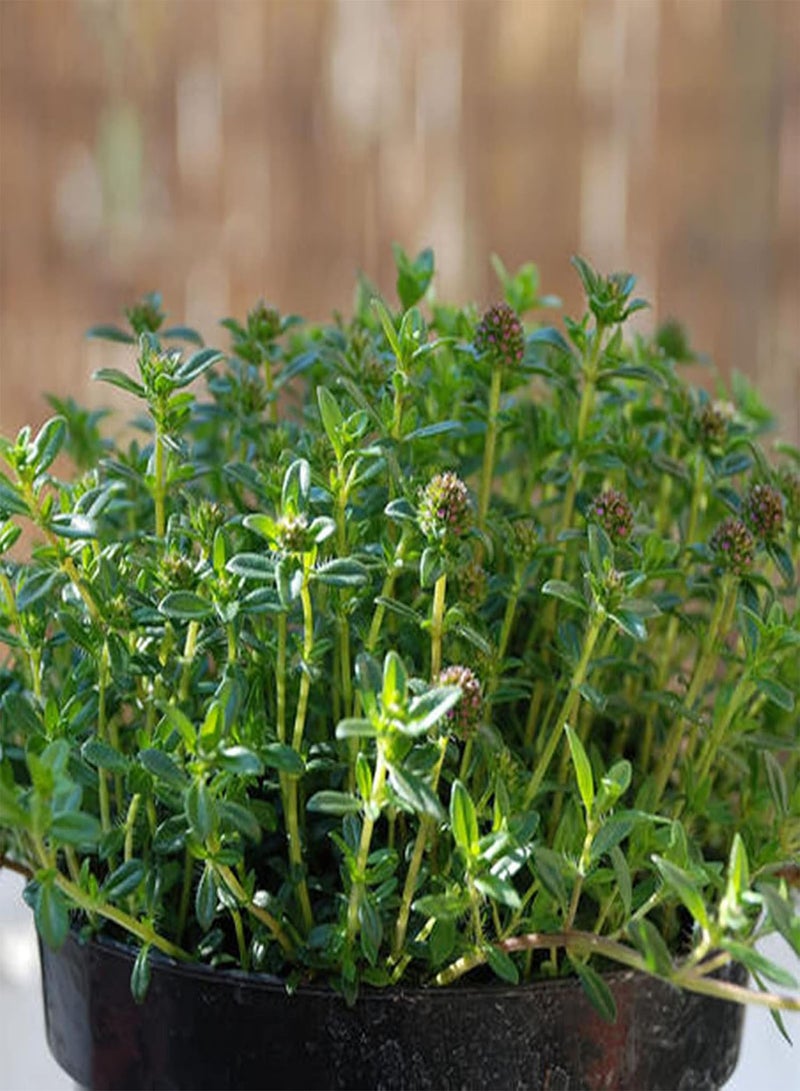 جي جوت كيس واحد من البذور، بذور طبيعية غزيرة الإنتاج صغيرة الحجم عالية الغلة من نبات الزعتر الشائع، بذور منزلية ذات معدل بقاء مرتفع للحديقة - Image 2