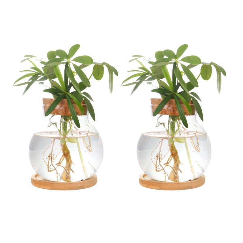 CHPINDAM Plant Propagation Station,Hydroponic Glass Container Vase Jars, with Wooden Saucer for Desks, Houses, Garden Decorations, Home Kitchen Decorations and Gifts for Plant Lovers (2) - Image 1