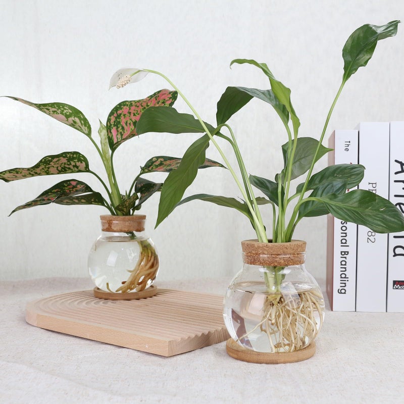 CHPINDAM Plant Propagation Station,Hydroponic Glass Container Vase Jars, with Wooden Saucer for Desks, Houses, Garden Decorations, Home Kitchen Decorations and Gifts for Plant Lovers (2) - Image 4