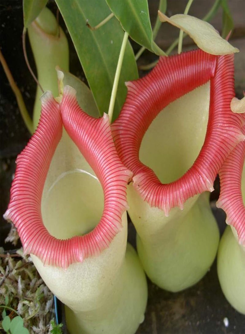 GGOOT 50Pcs Nepenthes Seeds Decorative Tropical with Pouch Carnivorous Plants Seeds for Home - White Nepenthes Seeds - Flower Seeds Vegetable Seeds Fruit Seeds Garden Plant Seeds - Image 1