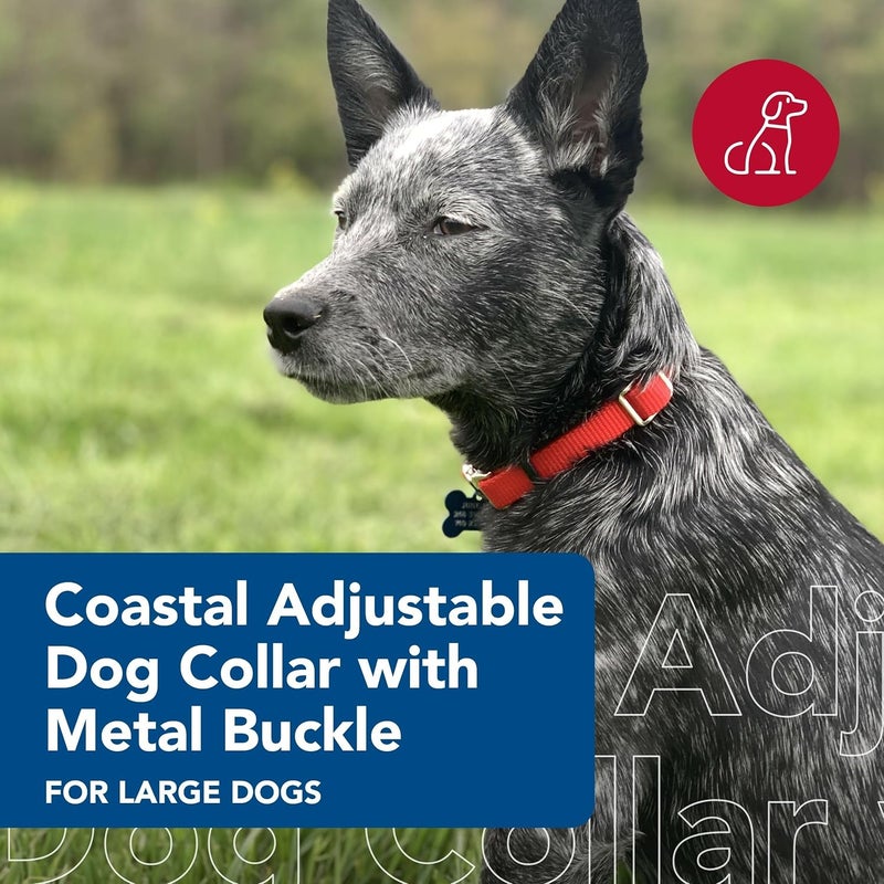 Coastal Adjustable Dog Collar with Metal Buckle - Red - 5/8" x 10"-14" for Small to Large Dogs - Image 2