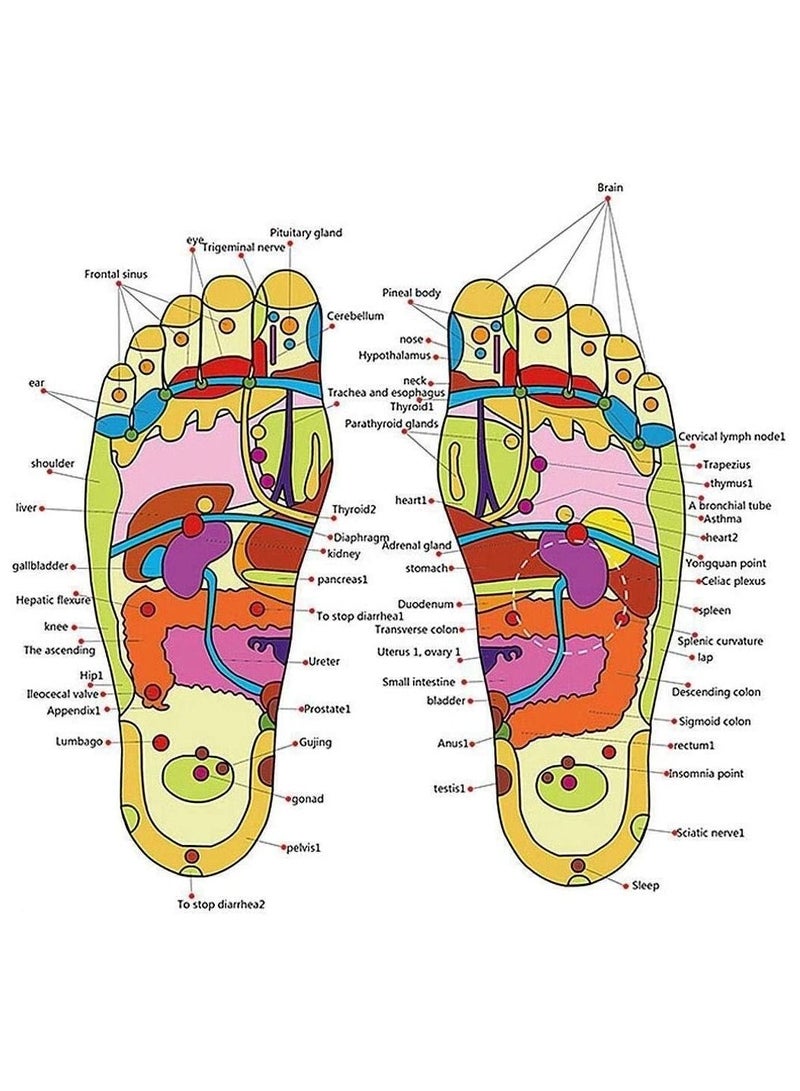 مدلك القدم بالضغط الإبري 78 كرة علاجية للتدليك الدوارة، حزام قابل للتعديل، شرائح تدليك لتخفيف التوتر، تقليل صلابة التوتر، تعزيز الدورة الدموية، هدايا الاسترخاء للرجال والنساء (38-39) - Image 2