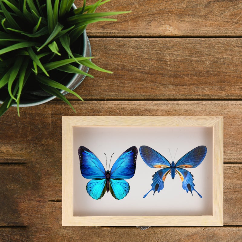 2pcs Box Unfinished Box with and EVA Board Specimen Display Case Frame Insect Showcase Jewelry Storage Tray Pine Wood Keepsake Box Home Decor - Image 3