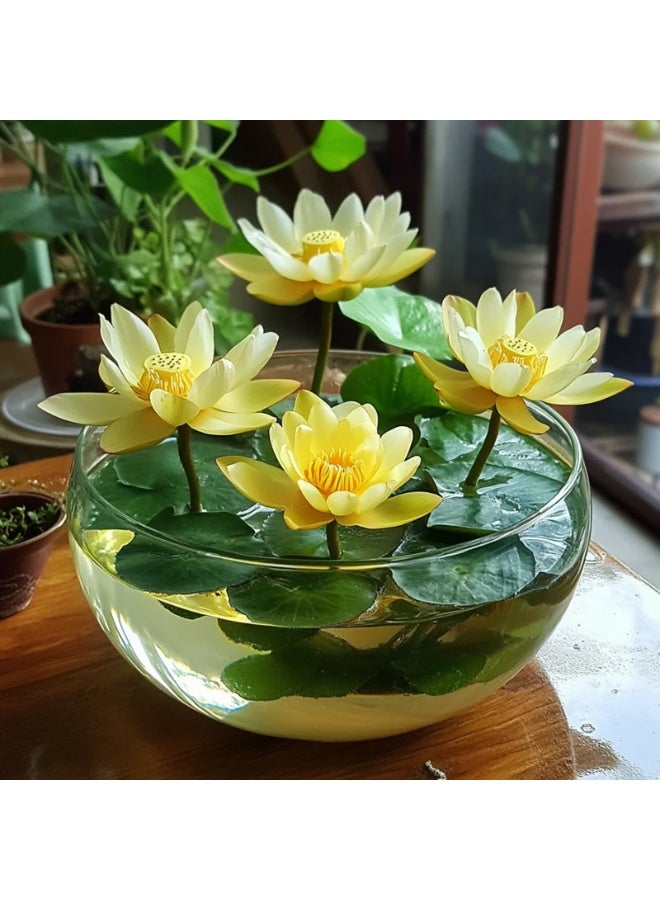 OASIS-TH 50 PCS Premium Yellow Gold Color Lotus Seeds, Grow Vibrant Lotus Blooms - Image 1