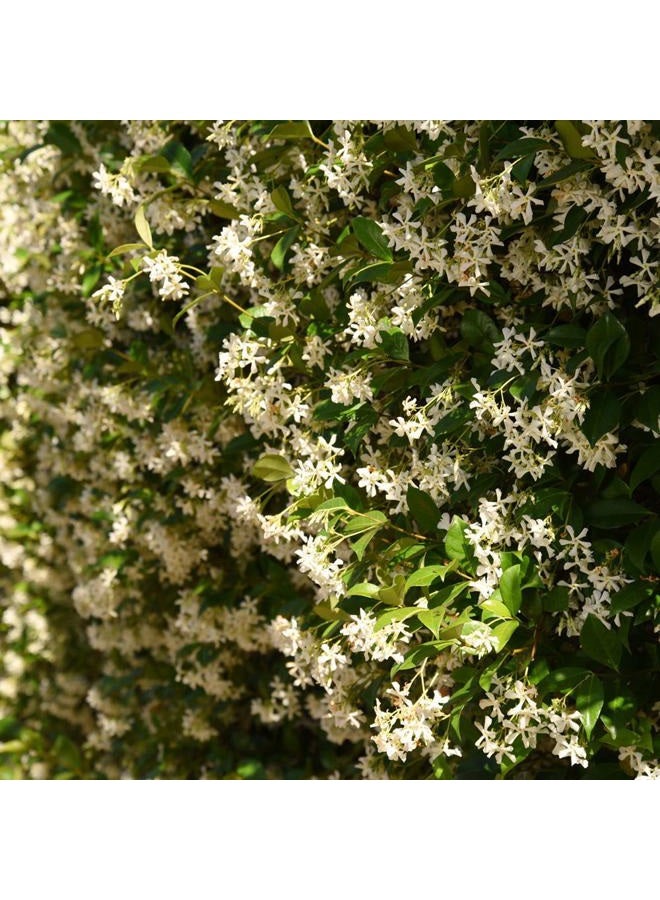 PERFECT PLANTS نباتات مثالية ياسمين الكونفدرالية نبات حي، وعاء سعة 3 جالون، أخضر فاتح - Image 3
