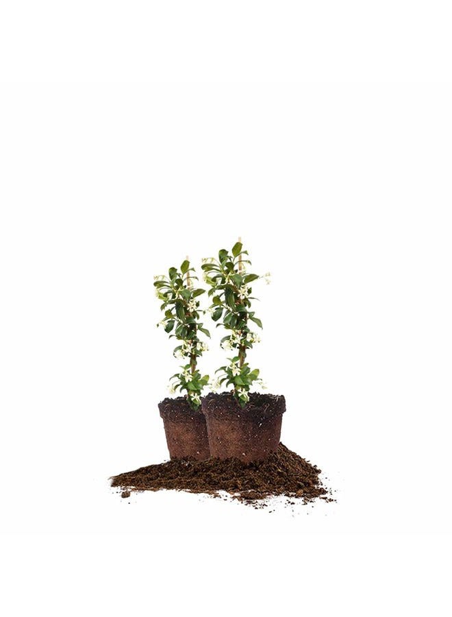PERFECT PLANTS نباتات مثالية ياسمين الكونفدرالية نبات حي، وعاء سعة 3 جالون، أخضر فاتح - Image 1