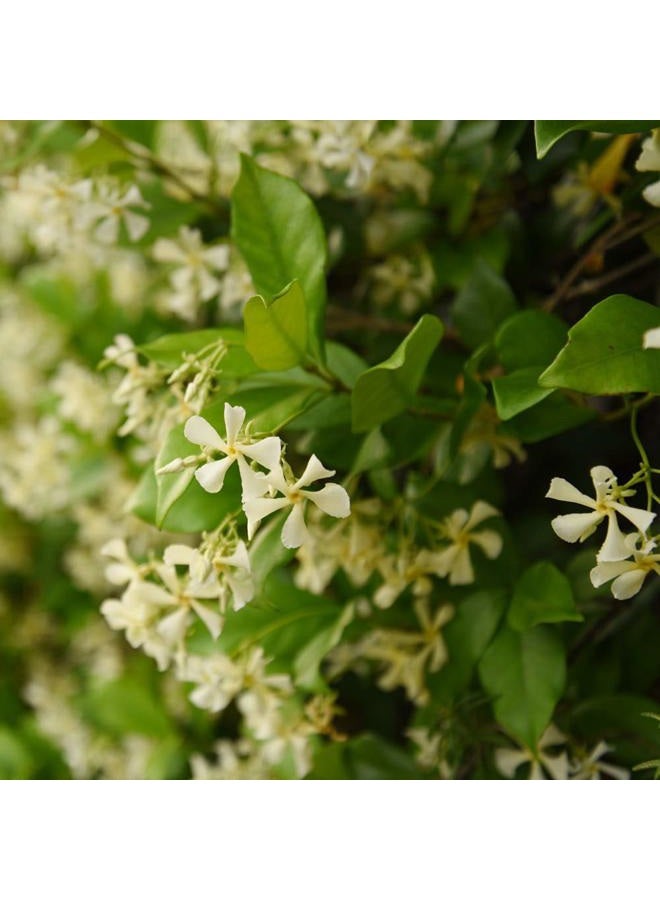 PERFECT PLANTS نباتات مثالية ياسمين الكونفدرالية نبات حي، وعاء سعة 3 جالون، أخضر فاتح - Image 2