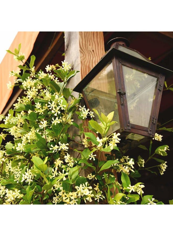 PERFECT PLANTS نباتات مثالية ياسمين الكونفدرالية نبات حي، وعاء سعة 3 جالون، أخضر فاتح - Image 4