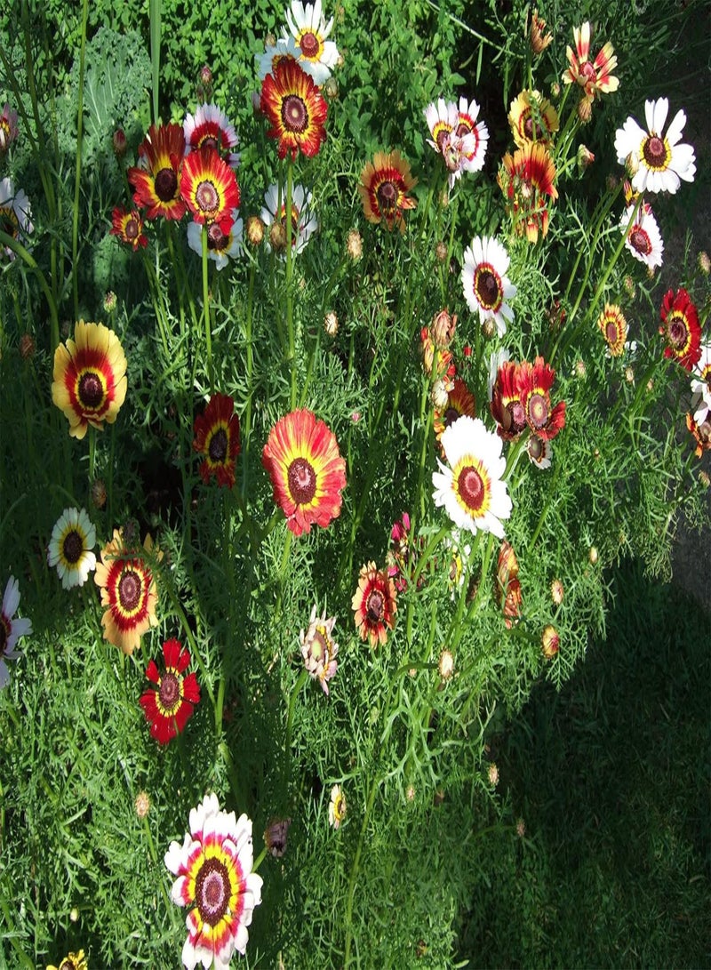 GGOOT Chrysanthemum Merry Mixed - Chrysanthemum carinatum Flower Seeds, Also Known as Painted Daisy Home Garden Planting by Heavy Torch, 25 Grams