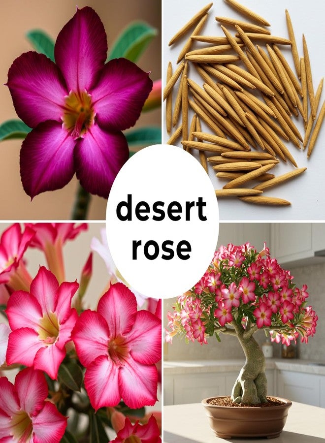 CZ Grain 20 Mixed Color Desert Rose Seeds to Grow | 20 Seeds | Adenium Obesum Seeds to Grow.. Exotic Bonsai Plant - Image 3