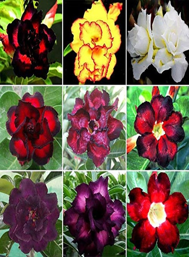 CZ Grain 20 Mixed Color Desert Rose Seeds to Grow | 20 Seeds | Adenium Obesum Seeds to Grow.. Exotic Bonsai Plant - Image 1
