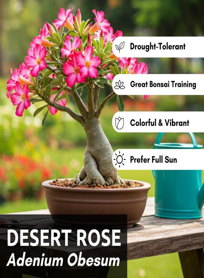 CZ Grain 20 Mixed Color Desert Rose Seeds to Grow | 20 Seeds | Adenium Obesum Seeds to Grow.. Exotic Bonsai Plant - Image 2