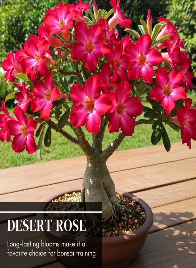 CZ Grain 20 Mixed Color Desert Rose Seeds to Grow | 20 Seeds | Adenium Obesum Seeds to Grow.. Exotic Bonsai Plant - Image 4
