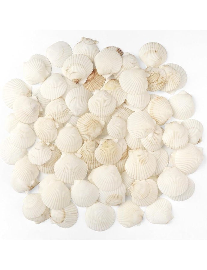 Jangostor 48 PCS Scallop Shells Natural Seashell, 1.5 to 2" for Crafts Wedding Decor Beach Theme Party, Fish Tank and Vase Filler