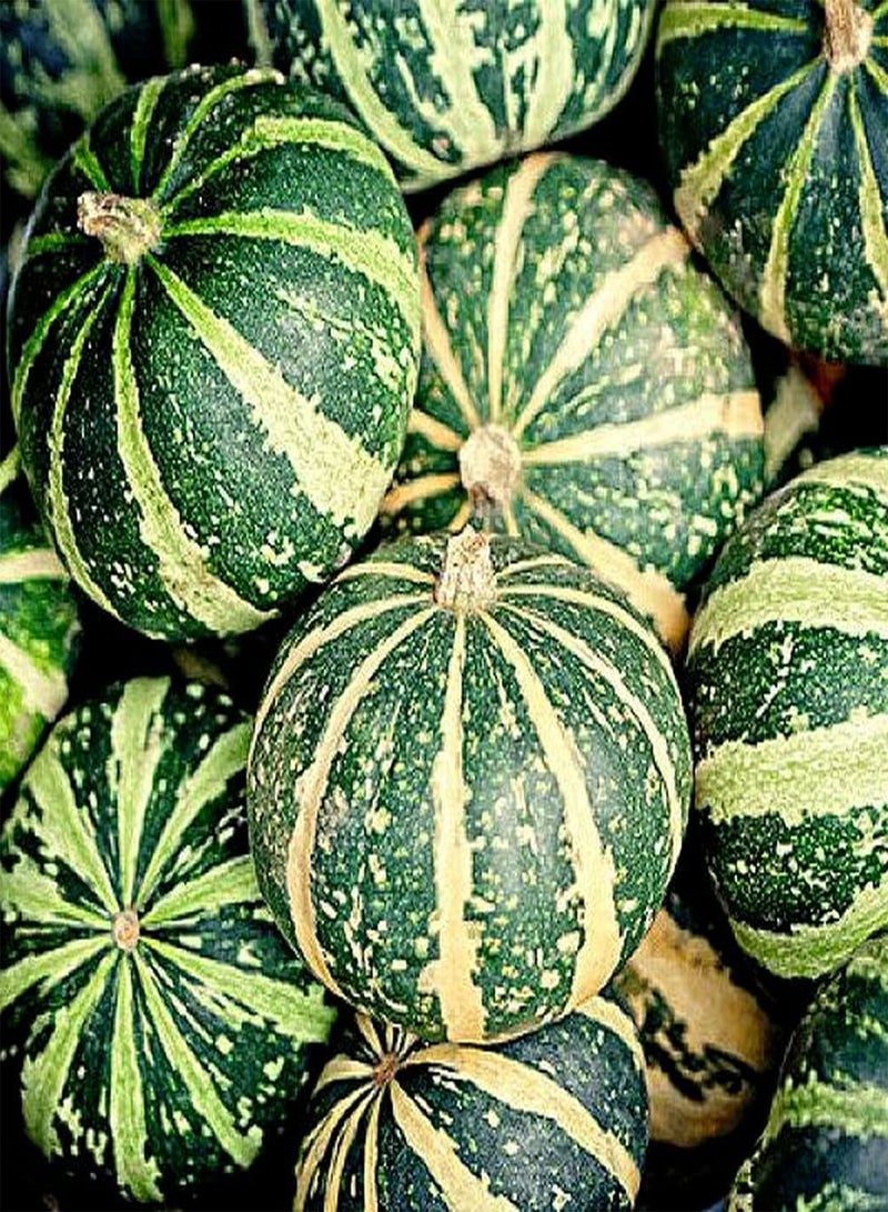 GGOOT 50pcs Mix Pumpkin Seeds Grow Your Own Non-GMO Heirloom Squash Vegetable Outdoor Fast Growing Autumn Harvest Suitable for Beginners - Image 2