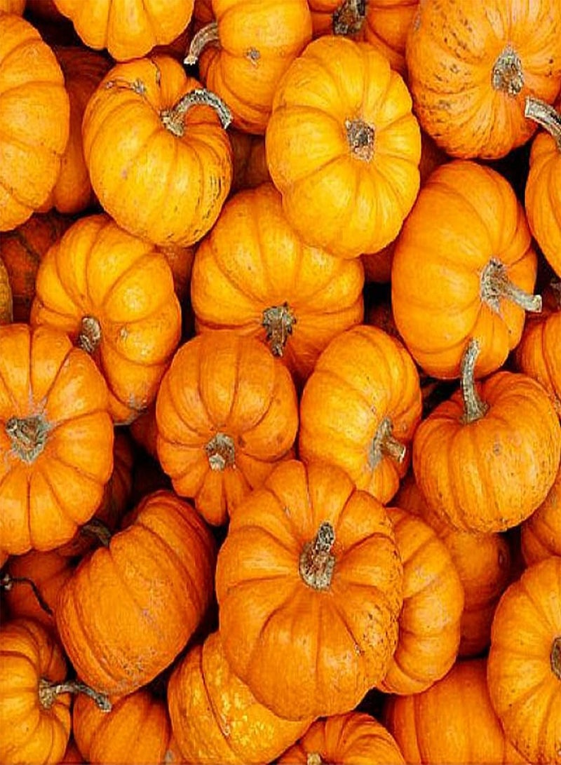 GGOOT 50pcs Mix Pumpkin Seeds Grow Your Own Non-GMO Heirloom Squash Vegetable Outdoor Fast Growing Autumn Harvest Suitable for Beginners - Image 1