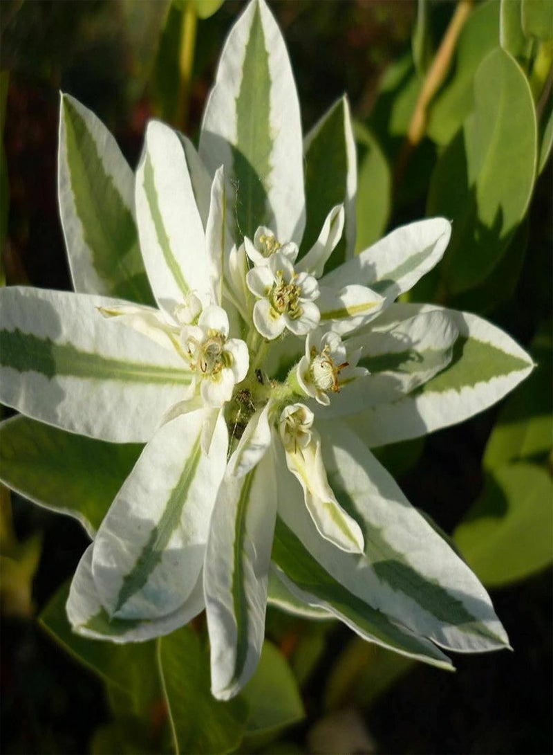 جي جوت بذور نباتات زهور الحديقة الخضراء 50 قطعة/حقيبة بذور يوفوربيا مارجيناتا شبه دائمة الخضرة مزخرفة رائعة متوسطة الري بذور حديقة خارجية - Image 4