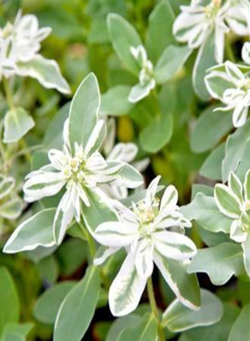 جي جوت بذور نباتات زهور الحديقة الخضراء 50 قطعة/حقيبة بذور يوفوربيا مارجيناتا شبه دائمة الخضرة مزخرفة رائعة متوسطة الري بذور حديقة خارجية - Image 1