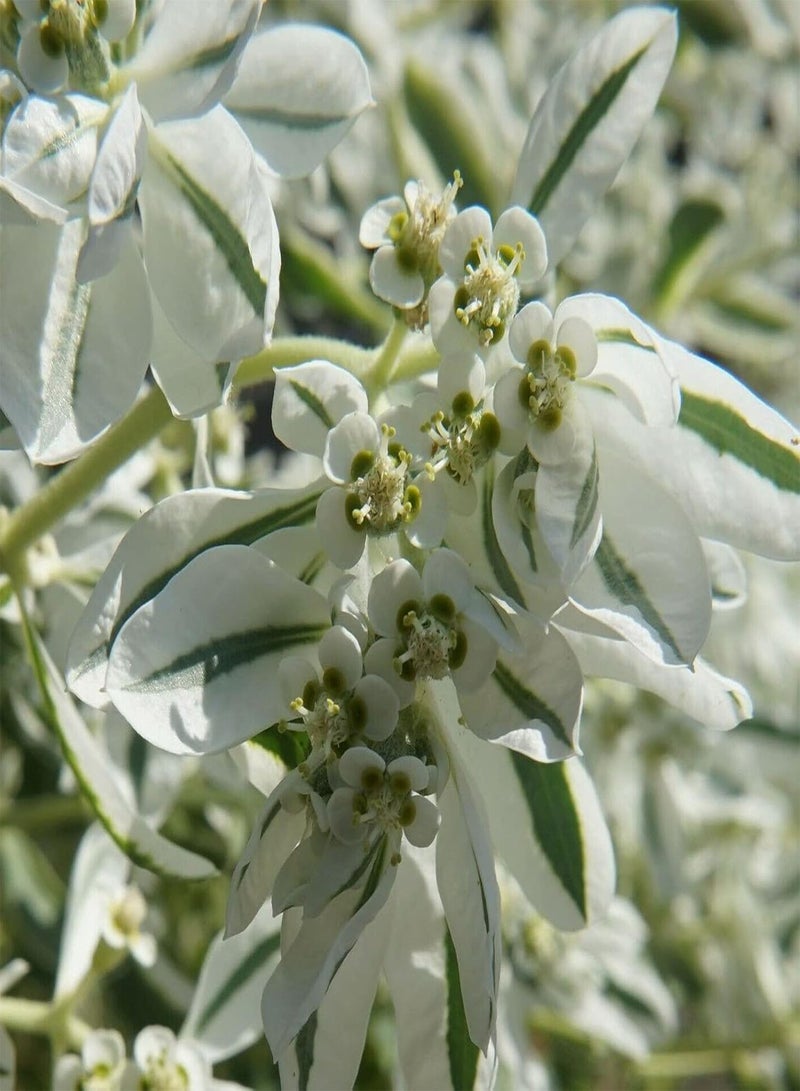 جي جوت بذور نباتات زهور الحديقة الخضراء 50 قطعة/حقيبة بذور يوفوربيا مارجيناتا شبه دائمة الخضرة مزخرفة رائعة متوسطة الري بذور حديقة خارجية - Image 2