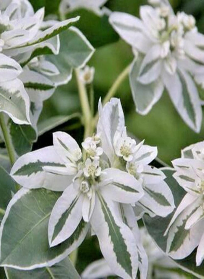 جي جوت بذور نباتات زهور الحديقة الخضراء 50 قطعة/حقيبة بذور يوفوربيا مارجيناتا شبه دائمة الخضرة مزخرفة رائعة متوسطة الري بذور حديقة خارجية - Image 5