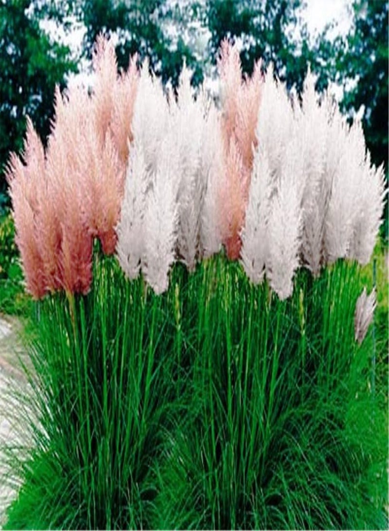 GGOOT Mix Pampas Grass Seed - (Cortaderia Selloana) Tall, Tough and Beautiful - Fast Growing - Ornamental & Decor - Image 2