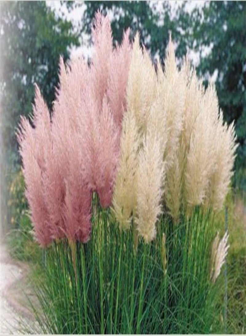 GGOOT Mix Pampas Grass Seed - (Cortaderia Selloana) Tall, Tough and Beautiful - Fast Growing - Ornamental & Decor - Image 3