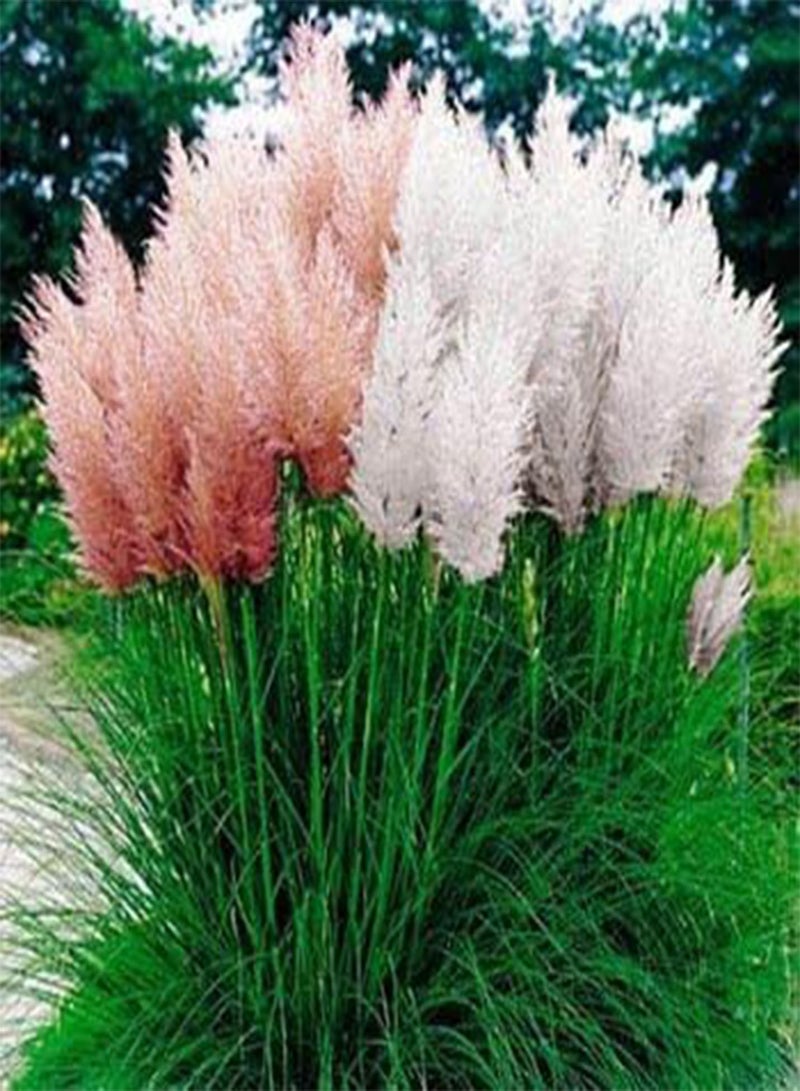 GGOOT Mix Pampas Grass Seed - (Cortaderia Selloana) Tall, Tough and Beautiful - Fast Growing - Ornamental & Decor - Image 1