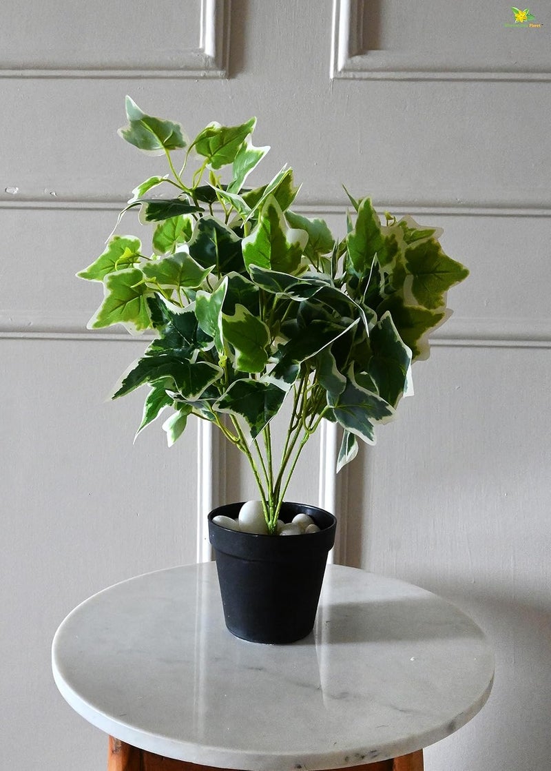 Blooming Floret Blooming Floret Artificial English Ivy 483 cm Short Plant for Interior DecorHome DecorOffice DecorGifting with Basic Black Pot Ornamental Plant Natural Looking Durable  - Image 5