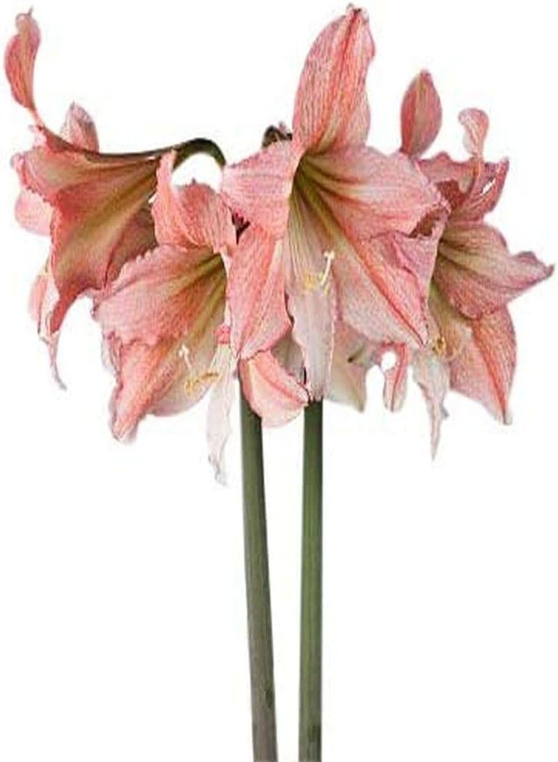 GGOOT 2 x rosa Amaryllis Zwiebeln Amaryllis Zwiebeln exotisch erstaunlich seltene Arten charmante Heimdekoration Blumen Exquisit geliebt von Menschen Einfach zu pflanzen - Image 2