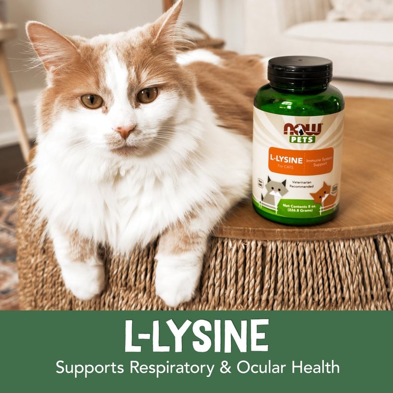now LLysine Powder for Cats - Image 5